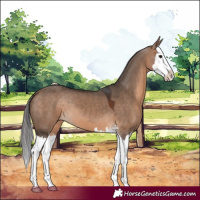 Horse Color:White Spotted Bay Dun Splash 