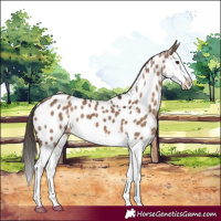 Horse Color:White Spotted Liver Red Dun Splash Appaloosa 