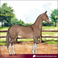 Horse Color:White Spotted Liver Red Dun 