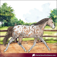 Horse Color:Bay Dun Sabino Near Leopard 