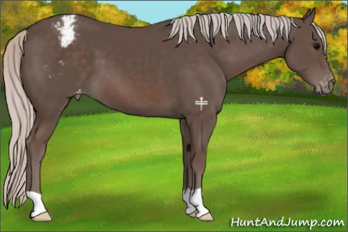 Horse Color:Silver Black Appaloosa 