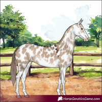 Horse Color:Liver Red Dun Sabino Leopard 