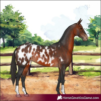 Horse Color:Bay Near Leopard 