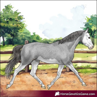 Horse Color:Black Splash Varnish 