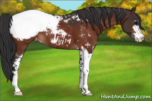 Horse Color:Bay Sabino Appaloosa 