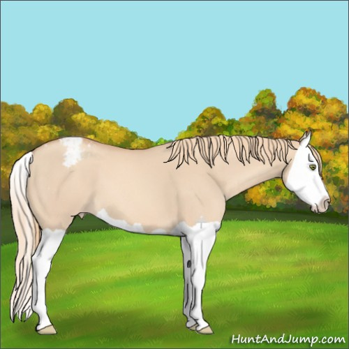 Horse Color:Gold Champagne Dun Splash Appaloosa 