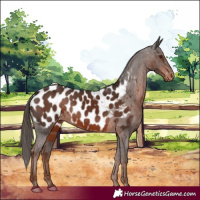Horse Color:Liver Chestnut Near Leopard 
