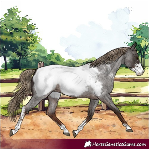Horse Color:Liver Red Roan Sabino Near Fewspot 
