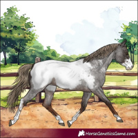 Horse Color:Liver Red Roan Sabino Near Fewspot 