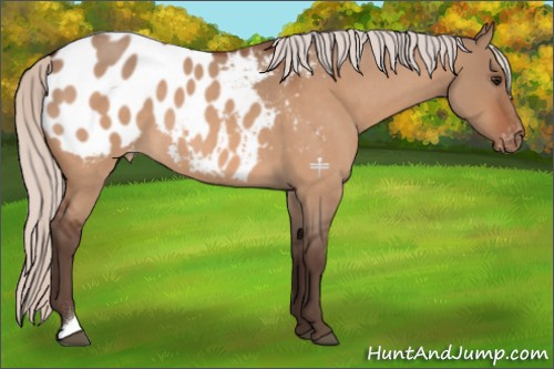Horse Color:Silver Bay Roan Dun Appaloosa 