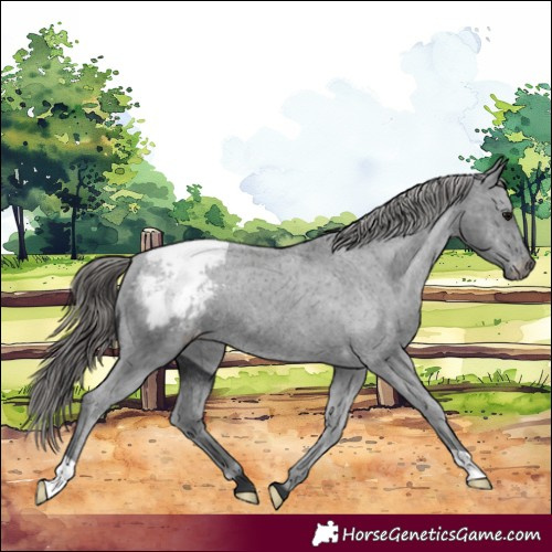 Horse Color:Black Appaloosa 