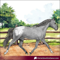 Horse Color:Black Appaloosa 