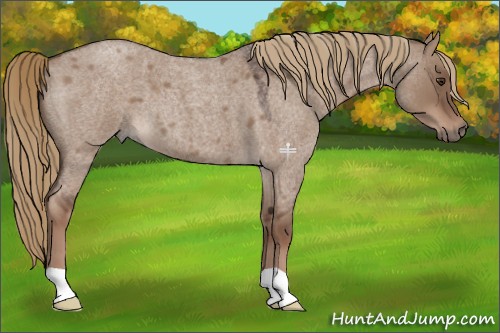 Horse Color:Liver Red Dun Roan 
