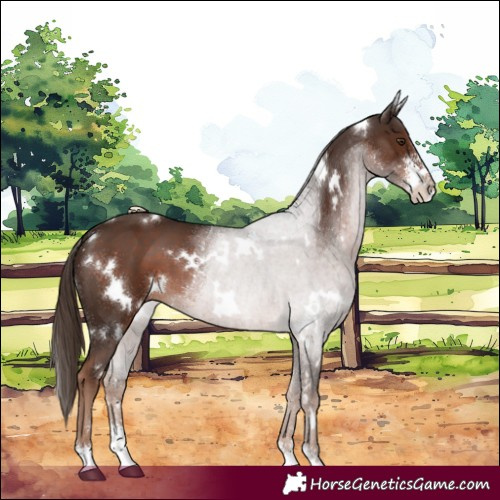 Horse Color:White Spotted Liver Chestnut Sabino 