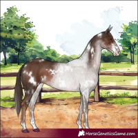 Horse Color:White Spotted Liver Chestnut Sabino 