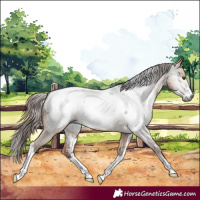 Horse Color:Gray Red Dun Sabino Near Fewspot 