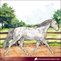 Horse Color:White Spotted Silver Brown Dun Sabino Near Leopard 