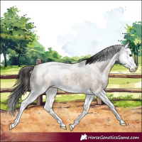 Horse Color:Brown Roan Dun Sabino Splash 