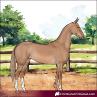 Horse Color:Red Dun 