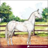 Horse Color:Gray Red Dun Near Leopard 