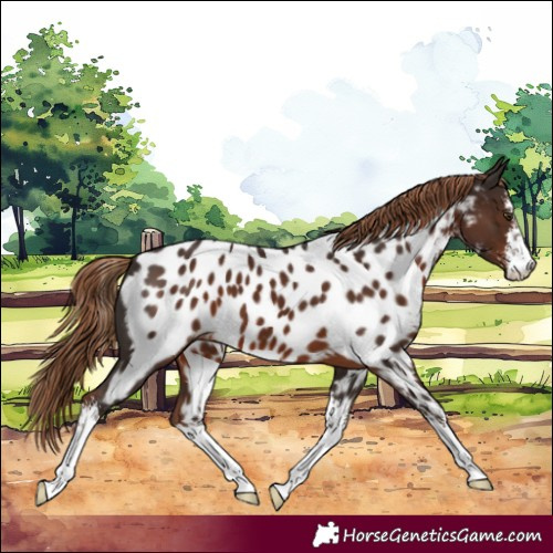 Horse Color:White Spotted Liver Chestnut Near Leopard 