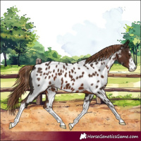 Horse Color:White Spotted Liver Chestnut Near Leopard 