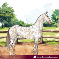 Horse Color:White Spotted Red Dun Appaloosa 