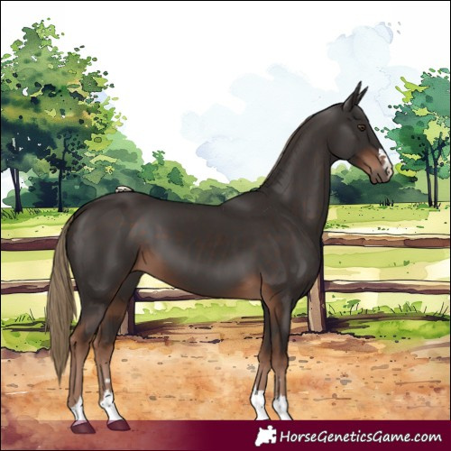 Horse Color:Liver Chestnut