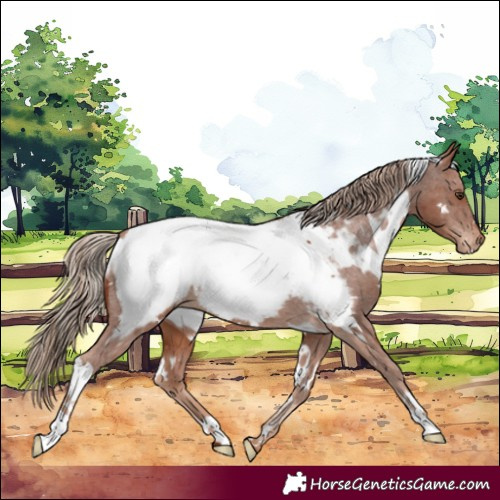 Horse Color:White Spotted Chestnut Near Fewspot
