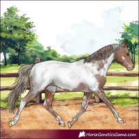 Horse Color:White Spotted Chestnut Appaloosa 