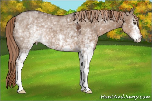 Horse Color:White Spotted Liver Red Dun 