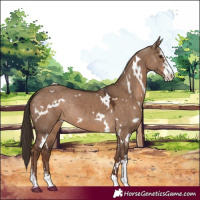 Horse Color:White Spotted Liver Red Dun Sabino 
