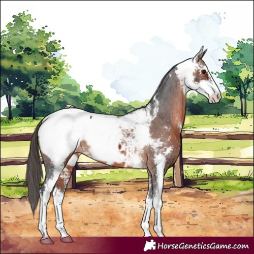 Horse Color:Bay Sabino Appaloosa 
