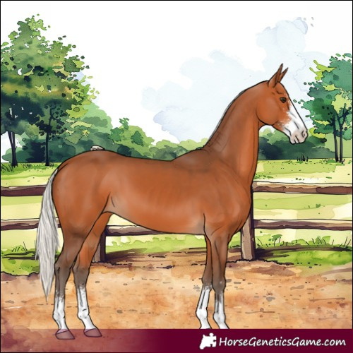 Horse Color:Silver Bay Sabino
