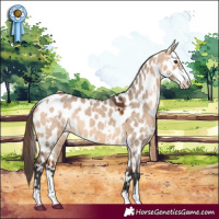 Horse Color:White Spotted Bay Dun Sabino Leopard 