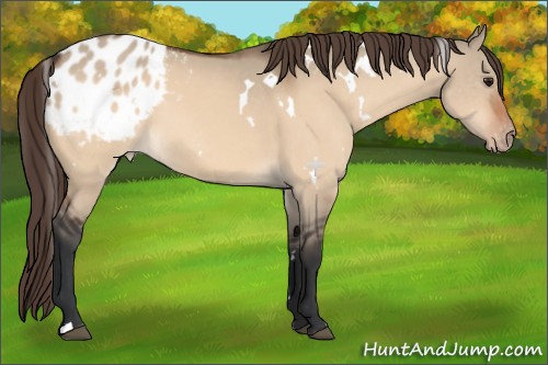 Horse Color:White Spotted Bay Dun Appaloosa 