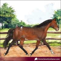 Horse Color:Bay Appaloosa 