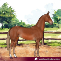 Horse Color:Chestnut 