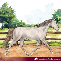 Horse Color:Gold Champagne Dun Appaloosa 