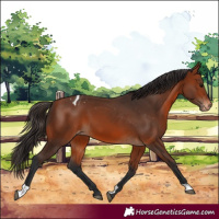 Horse Color:Bay Appaloosa 