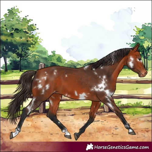 Horse Color:White Spotted Bay Snowcap 