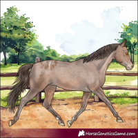 Horse Color:Sable Champagne Appaloosa 