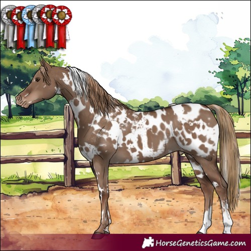 Horse Color:White Spotted Liver Red Dun Sabino Near Leopard