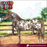 Horse Color:White Spotted Liver Red Dun Sabino Near Leopard 