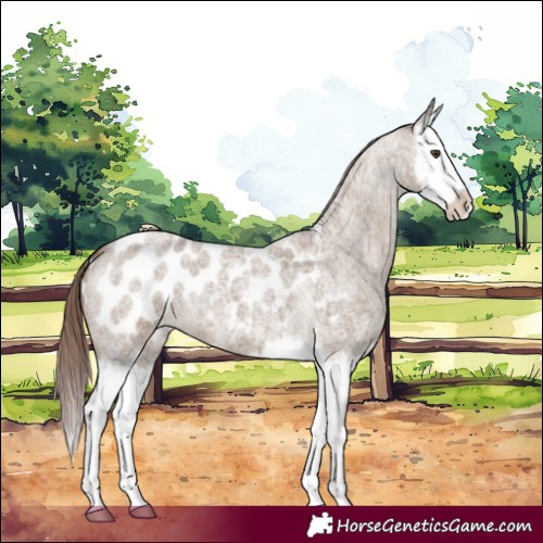 Horse Color:Liver Red Dun Roan Splash Appaloosa 
