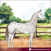 Horse Color:Liver Red Dun Roan Splash Near Leopard 