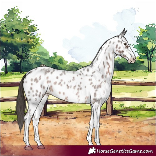 Horse Color:Liver Red Roan Sabino Near Leopard