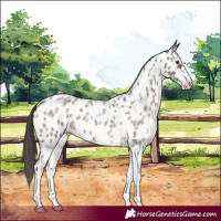 Horse Color:Liver Red Roan Sabino Appaloosa 