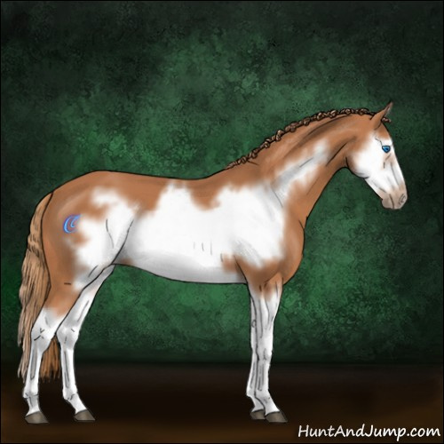 Horse Color:Chestnut Splash Frame