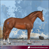 Horse Color:Chestnut 